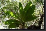 CampecheS5021413thumb