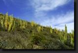 Sonora2GuaymasSonDesiertoSonorensePitayalMatorralespinosocosteroPiedrasPintasIMG8322thumb