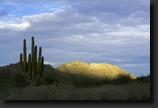Sonora3HermosilloSonDesiertoSonorenseCardonEntreBahiaKinoPuntaChuecaIMG0265thumb