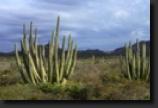 Sonora4HERMOS3thumb