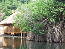 Manglar