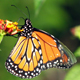Mariposa Monarca