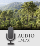 Canción sobre la conservación de los bosques