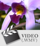 Micropropagacieon de orquídeas. 