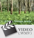 ¿Que son los sistemas agroforestales?