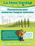Plantaciones para conservar bosques naturales