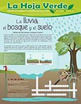 La lluvia, el bosque y el suelo