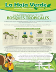 Hoja verde - La importancia de los bosques tropicales