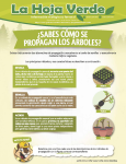 Sabes cómo se propagan de los Arboles 